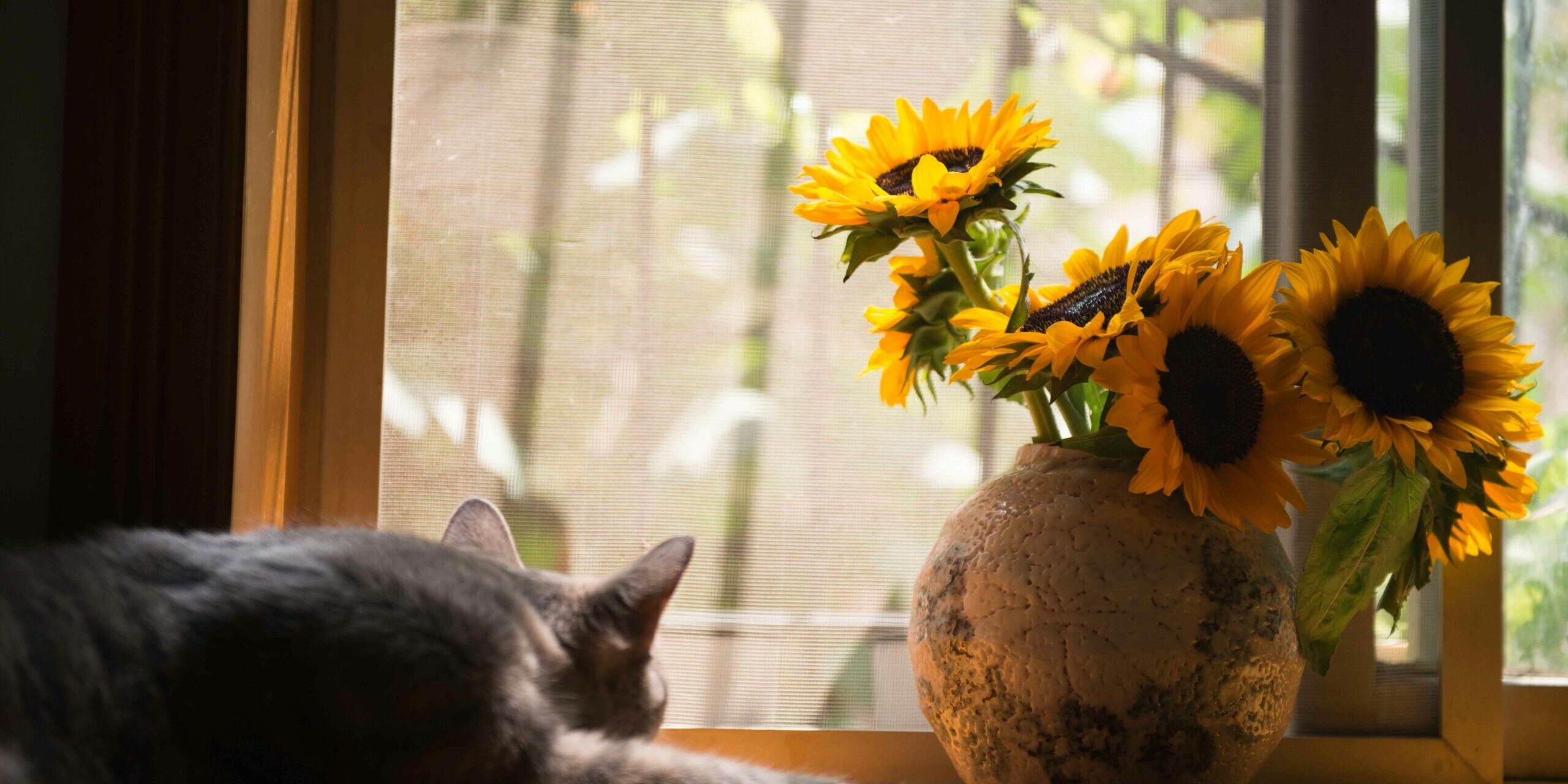 Gato descansando junto a un jarrón con girasoles en una ventana, evocando calma y conexión con la naturaleza.